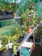 Benching-in-shade-house