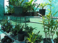 plants-in-shade-house