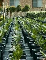 Filled_pots_in_nursery_growing_area