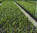 Handle_large_potting_jobs_with_ease