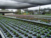 Trough benching at Colouwise Nursery