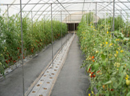 Shade-house-or-Green-house
