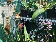 Prise-winning-Orchids-on-Benching-in-a-Shade-House