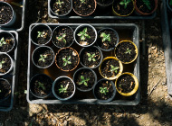 nursery-do-with-seeds