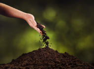 potting-soil-or-potting-mix