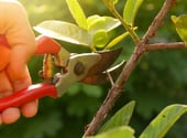 pruning-shears