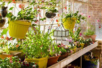 shelving-ideas-to-optimise-space-in-a-greenhouse