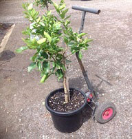 Hand-Trolley-with-Potted-Plant.jpg