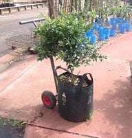 Hand-Trolley-with-Small-Trees.jpg